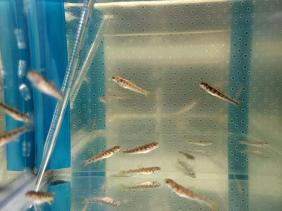 image of juvenile trout